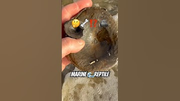 Large😮”Sea Dragon,” Backbone Surprise⁉️#fossilhunter#ichthyosaurus#monster