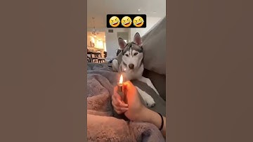 My Dog Doesn