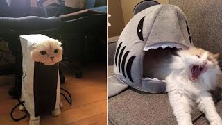 Funniest Cats And Dogs Videos 😍| Try Not To Laugh #40