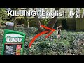 OUT OF CONTROL English Ivy - Using ROUNDUP to KILL Ivy