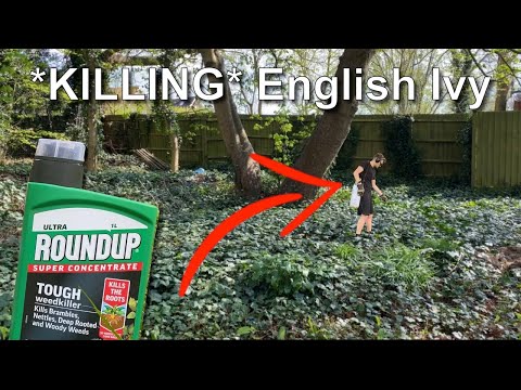 Video: Zabil by zabiják plevele břečťan?