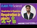 Respiration in Organisms: Do plants also respire? #plantrespiration #respirationinplants #stomata