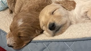 Molly Noodle Doodle Compilation  Goldendoodle Puppies  Cute Dog Videos  Funny Puppies