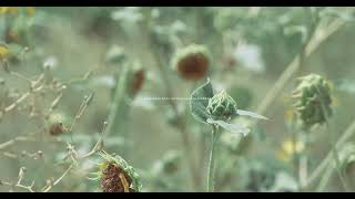close-up of sunflowers in soft natural light | Cinematic 4K B-Roll screenshot 5