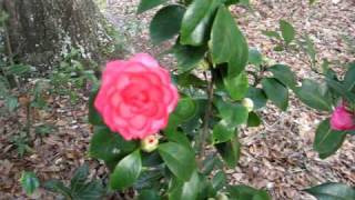 Download Lagu Rosa Plena Camellia Japonica MP3