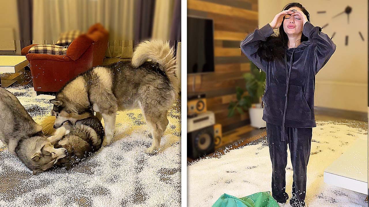 Husky Puppies Make THE ULTIMATE MESS! Naughty Pets Caught On Camera (REACTION VIDEO)