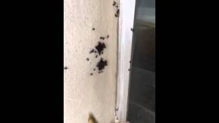 Killing boxelder bugs