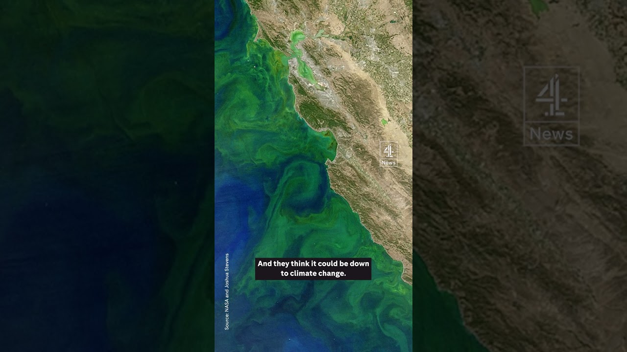 Why are the oceans turning green?