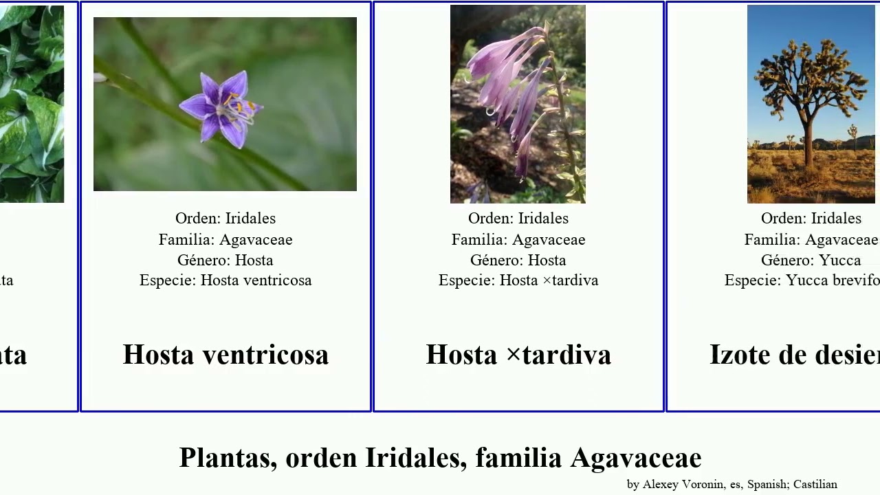 Plantas, orden Iridales, familia Agavaceae yucca hosta hesperaloe plants parviflora nocturna