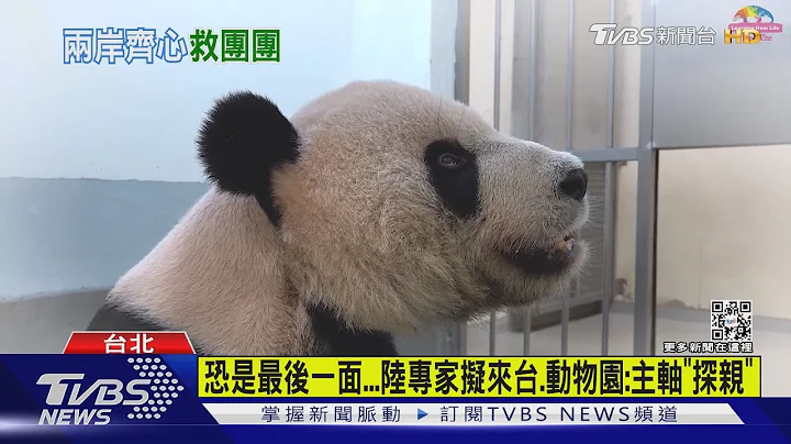 恐是最後一面...陸專家擬來台.動物園:主軸「探親」｜TVBS新聞 - 天天要聞