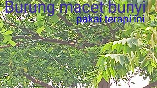 Burung gereja liar dan suara air