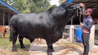 DEAL PANAS .. !! SAPI ANGUS TERBESAR AMUNISI KONTES 🔥🔥