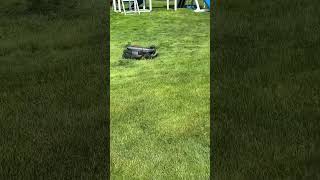 Who cuts your grass?