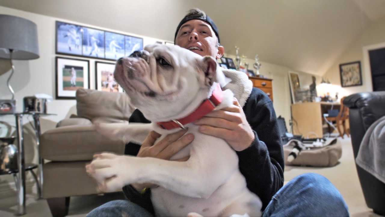 New Bulldog in the Family! - YouTube