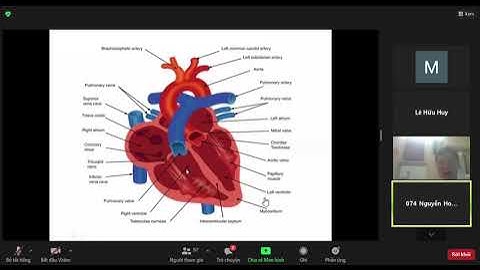 CĐHA | Module Tim Mạch