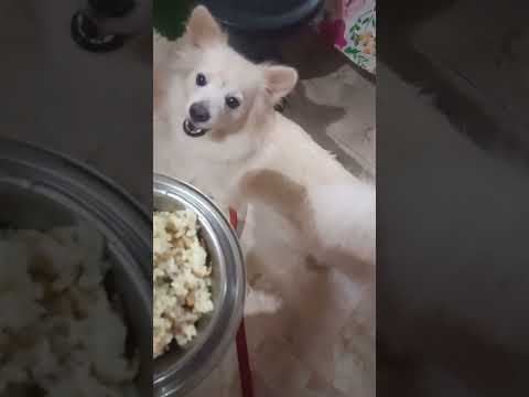 Tarp Tarp Ki Tumhar Geet Ga Aega 