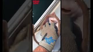 How To Tickle A Fish And Make It Smile