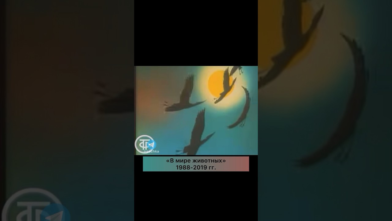 Факты о музыке. Какая передача любимая?