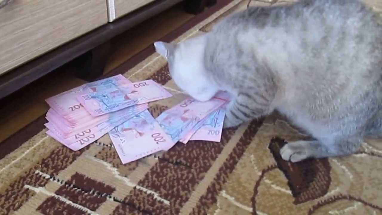 Кот воровка. Кот ворует деньги. Котик воришка. Котик тырит деньги.