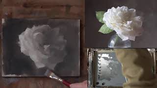 Live from the studio - value study of a white rose