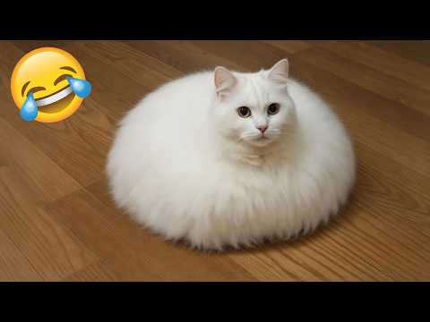 Cười là thua 😂 Video động vật hài hước 😅 Phần 14