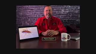 German Roaches in Avon Park, Florida