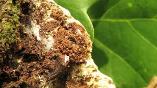 Synanthedon Vespiformis Hatching 2018