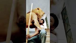 #tiger #lion #animals #shortsfeed