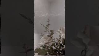 Number Codes With Meaning 💫 Subscribe 💗 #nocode #aesthetic #fypシ @moon_child-07 #fypシ゚viral