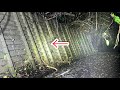 道路脇のコンクリートの隙間が超希少生物の棲家だった
