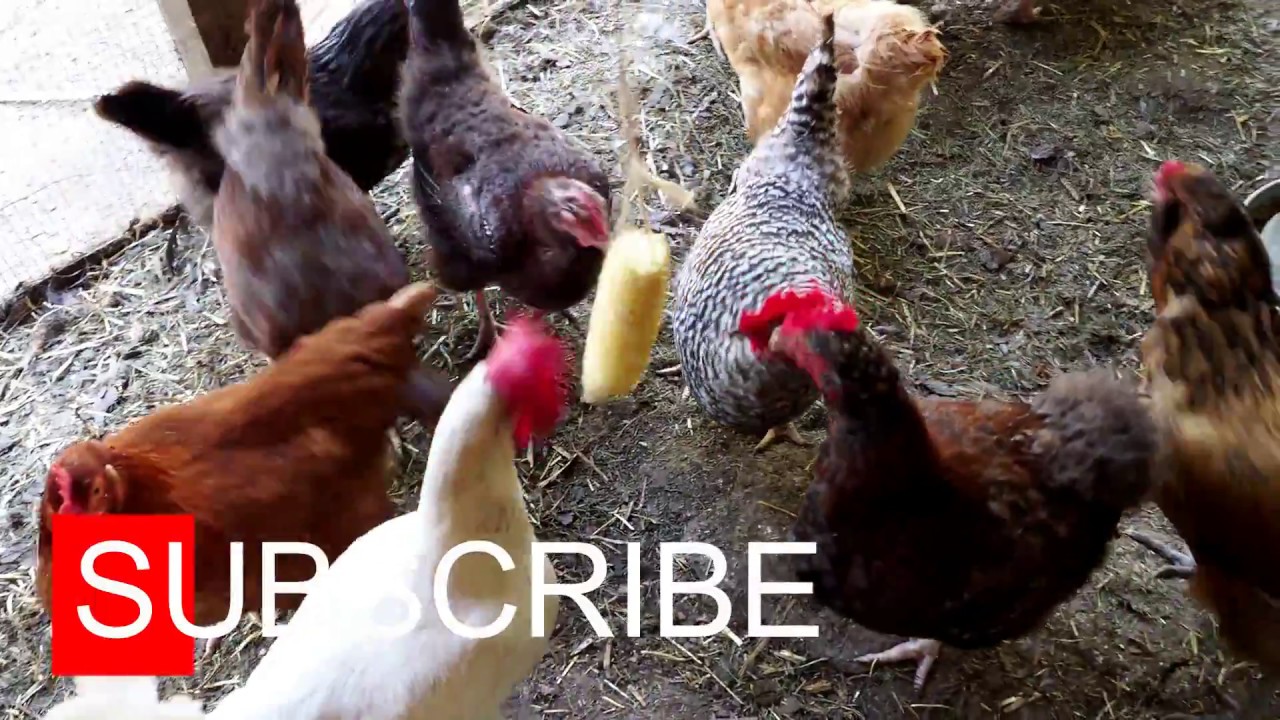 Pecking Problem? Try This!!