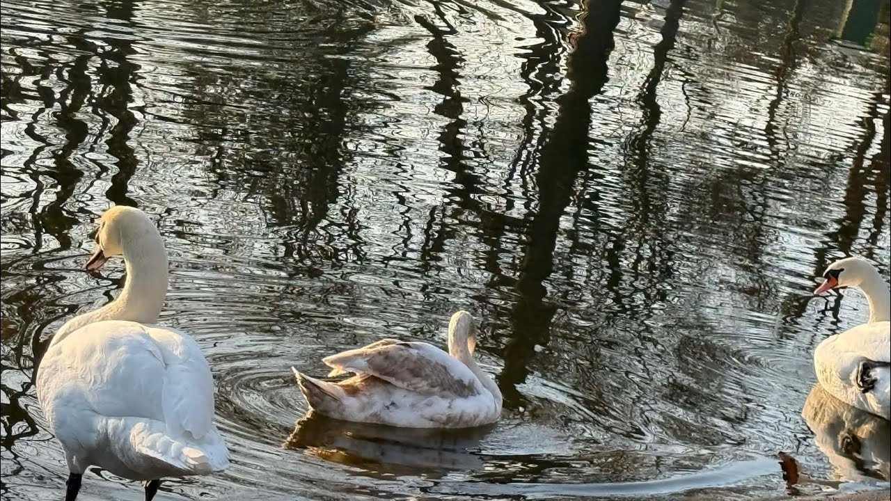 Take Two; Nature Watch Live//Goose, Duck and Bird Sounds