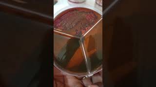 Aureus On Emb. Shinning Metallic Coloration.