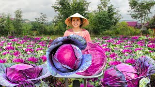 Harvesting Cabbage, Onion & Pumpkin Whip Go To Market Sell  Tiểu Vân Daily Life