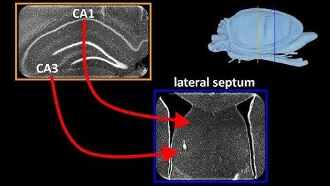 Transformation of the Hippocampal Cognitive Map
