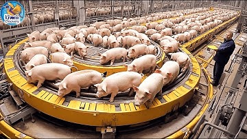 Inside a Modern Pig Farm: How High Tech Farming and Processing Transform Millions of Pigs for Meat!