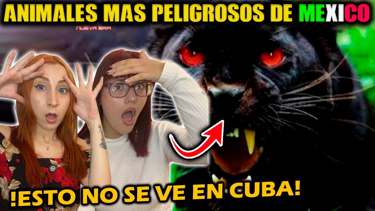 LOS ANIMALES MAS PELIGROSOS DE MEXICO - CUBANAS REACCIONAN