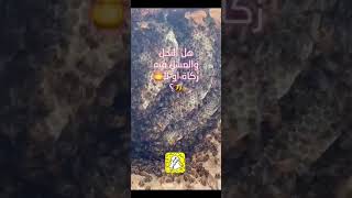 هل في النحل والعسل زكاة او لا🐝🍯