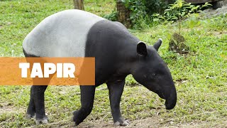 TAPIR: GUARDIANS OF THE RAINFOREST CANOPY by The Fauna Corner 2,956 views 2 months ago 9 minutes, 56 seconds