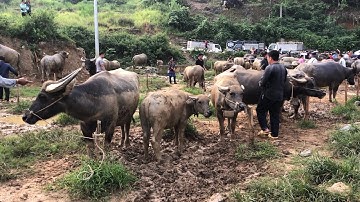 MỚI NHẤT CHỢ CỐC LY TUẦN NÀY - CẬP NHẬT GIÁ TRÂU BÒ HIỆN TẠI TÂY BẮC