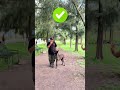 Reto de obediencia a Pastor Holandés dio giro inesperado 😱 #perros #pastorholandes #mascotas
