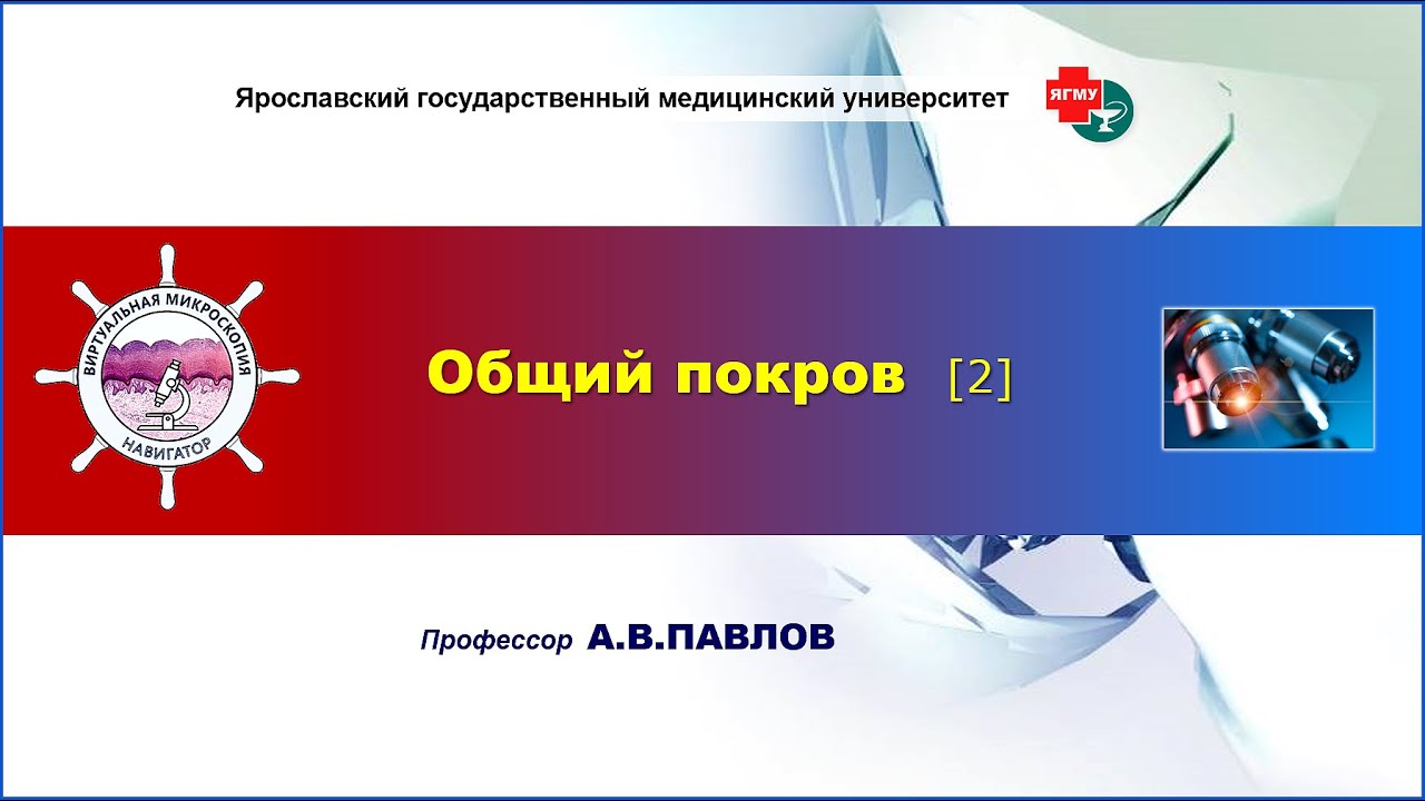Частная гистология - лекция \"Общий покров\" (часть 2) - YouTube