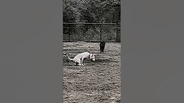 Dogo Attack On Boar Dogoargentino Amazingfacts Youtube Nikkuvlogz Streetdog 