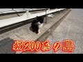 【猫の楽園】猫だらけの島に行ってみた #猫 猫 #猫動画 #猫ミーム 