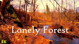 34 Minutes Walk In Beautiful Forest | 4K | ASMR | Forest Trail | Nature Hike | Pure Sounds Of Walk