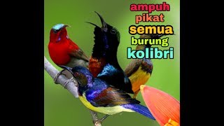 Suara pikat untuk semua burung kolibri, ampuh!!