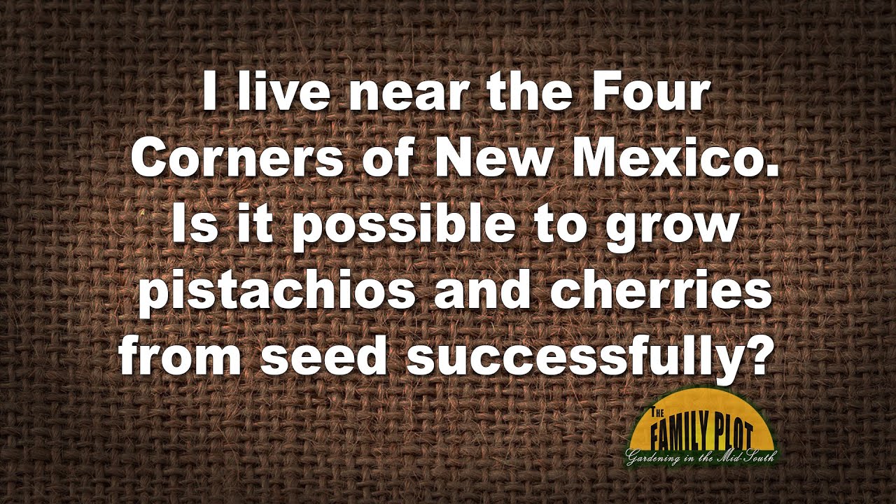Q&A – Is it possible to grow pistachios and cherries from seed in New