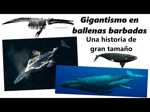 Vídeo: Diferencia Entre Ballenas Barbadas Y Dentadas