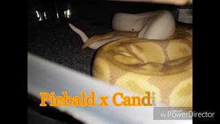 Ball Python Breeding, Another Lock! ! !