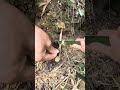Bird Trap easy homemade | Using Bamboo #birds #shortsfeed #lifeisbutadream #shorts